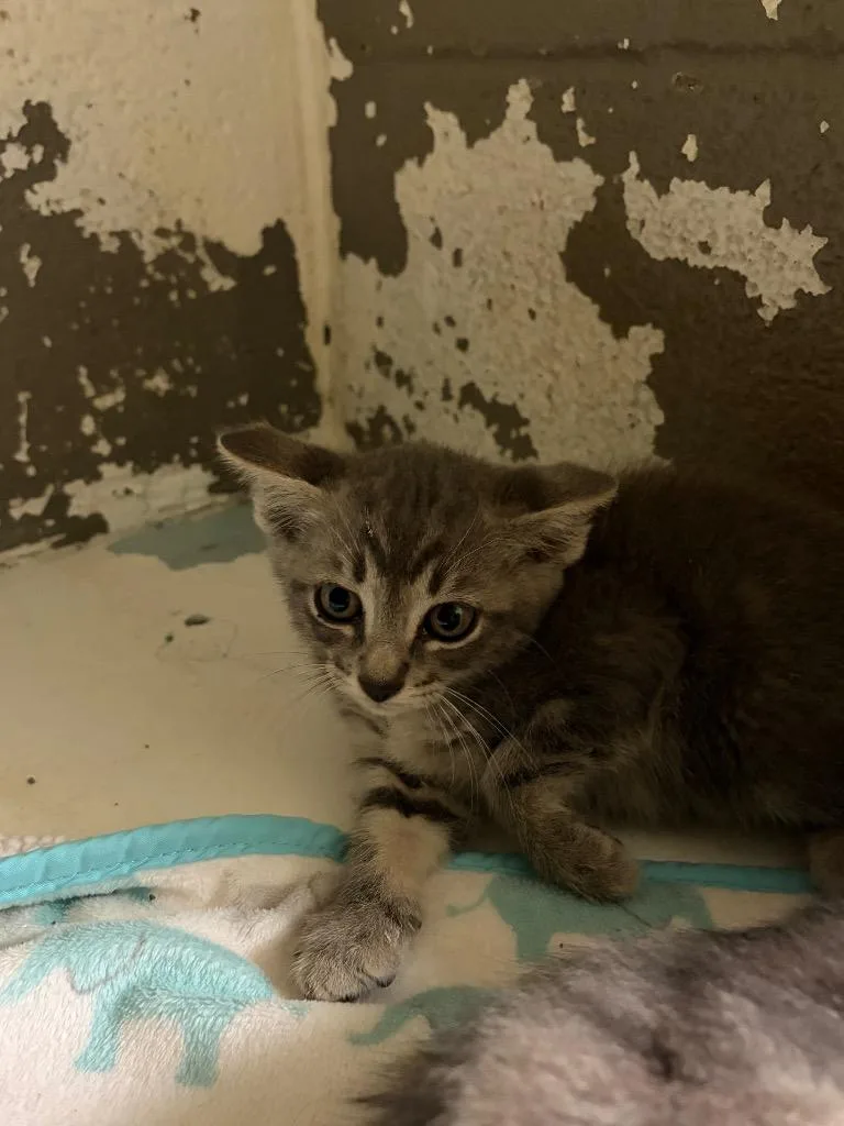 A baby medium-sized male Domestic Short Hair cat named Drainey for adoption in Ada, OK