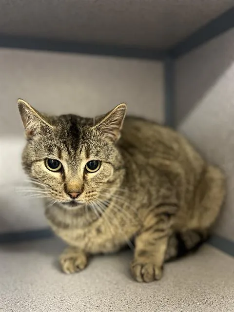 A young small-sized male Domestic Short Hair cat named Owen for adoption in Aliquippa, PA