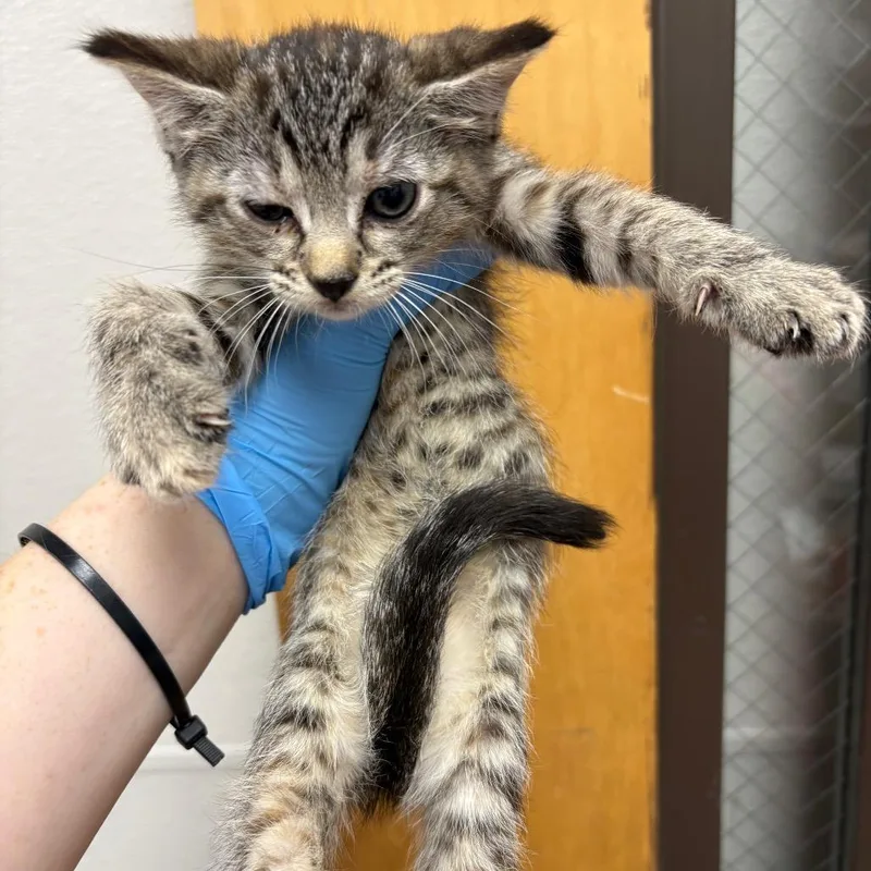 A baby small-sized female Gray / Blue / Silver Domestic Short Hair cat named Cynthea Coleslaw for adoption in Columbiana, AL