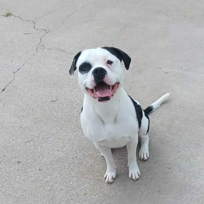 Bullseye Great Dog