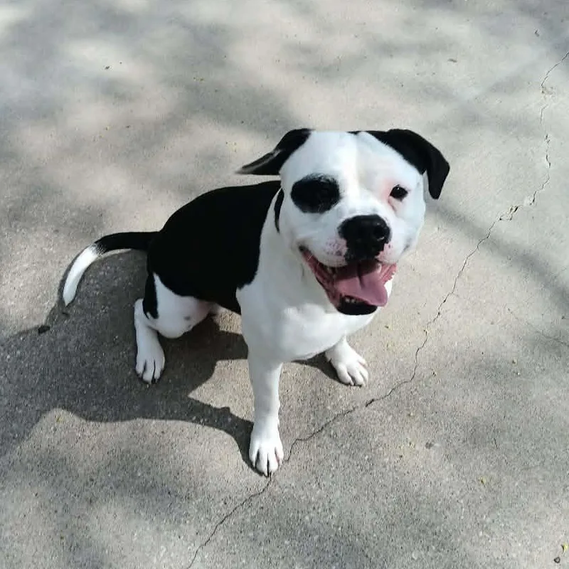 Bullseye Great Dog thumbnail 2