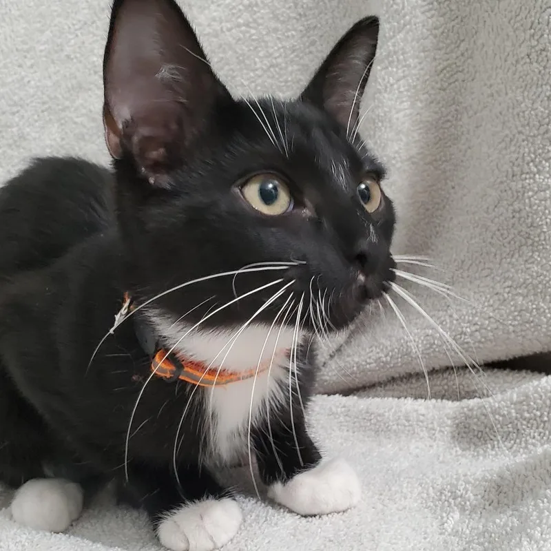 A baby small-sized female Black Domestic Short Hair cat named Charm for adoption in Brea, CA