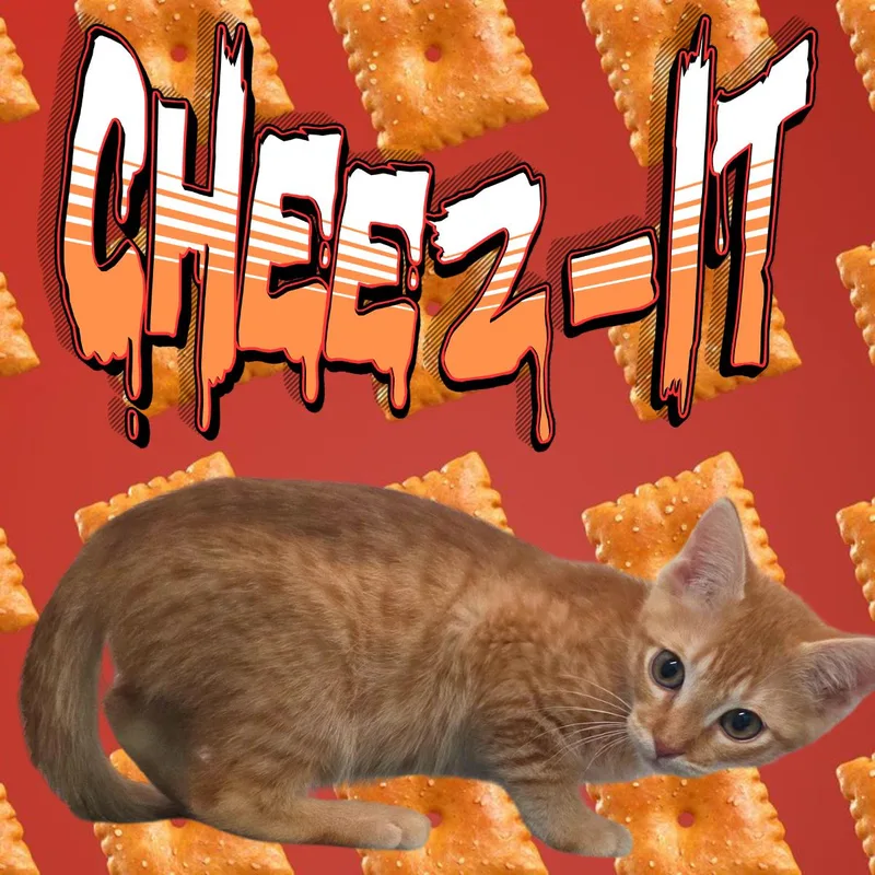A young medium-sized male Orange / Red Domestic Short Hair cat named Cheezit for adoption in South Padre Island, TX