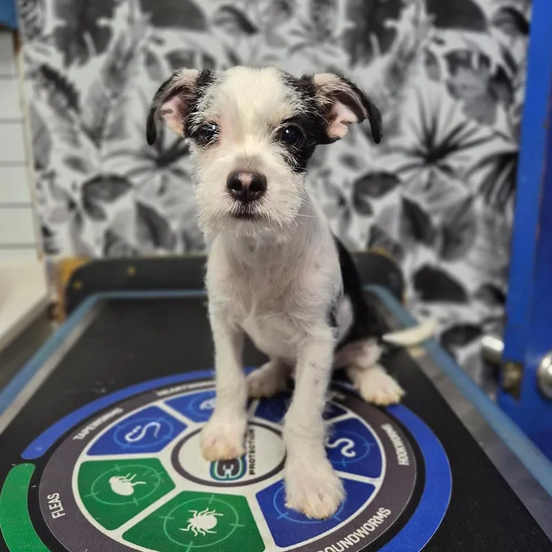 A baby small-sized male White / Cream Mixed Breed dog named Arlo for adoption in Wahiawa, HI