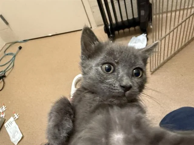 A baby medium-sized female Domestic Short Hair cat named Puma for adoption in Frisco, CO