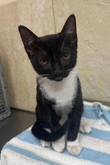 A baby small-sized male Domestic Short Hair cat named Jj for adoption in Honolulu, HI