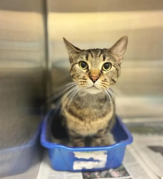 An adult medium-sized male Tabby (Brown / Chocolate) Domestic Short Hair cat named Cinnamon Toast Crunch for adoption in Cicero, IL