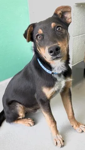 A young medium-sized male German Shepherd Dog dog named A for adoption in Visalia, CA