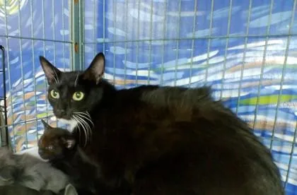 An adult medium-sized female Domestic Short Hair cat named Winnie for adoption in West Memphis, AR