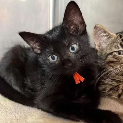 A baby small-sized female Domestic Short Hair cat named Peggy for adoption in West Chester, PA