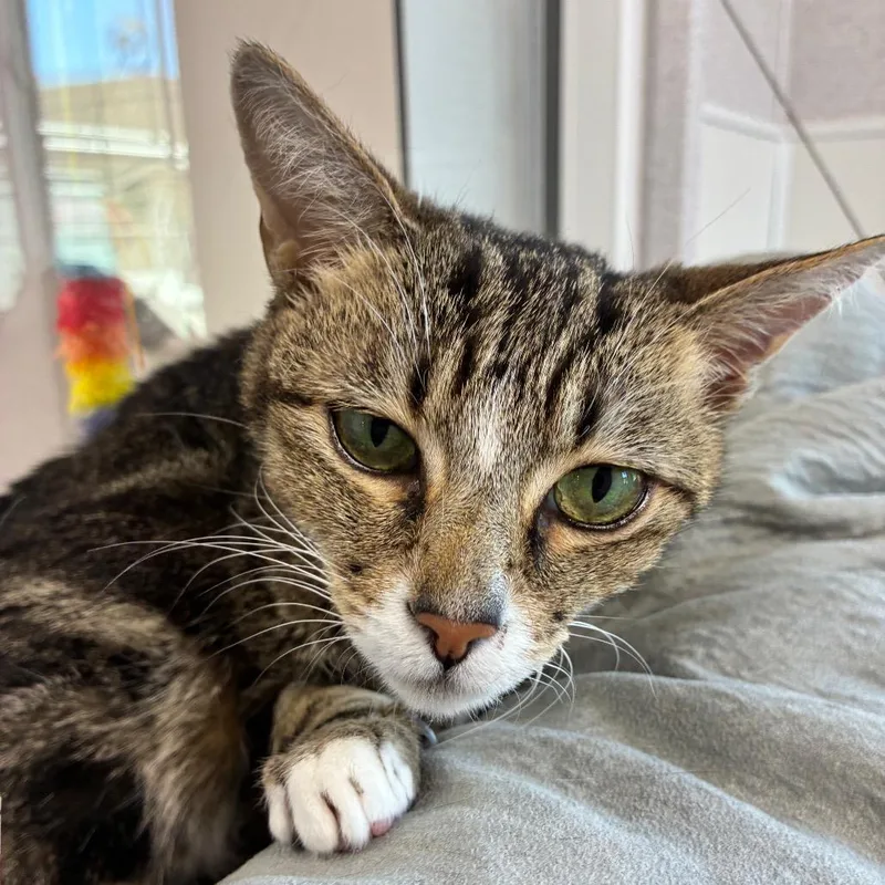 An adult medium-sized female Gray / Blue / Silver Domestic Short Hair cat named Tina for adoption in St. Helena, CA