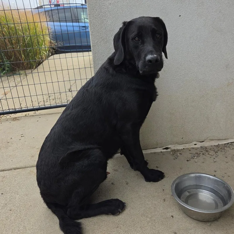 An adult large-sized male Black Labrador Retriever dog named Shadow for adoption in Normal, IL