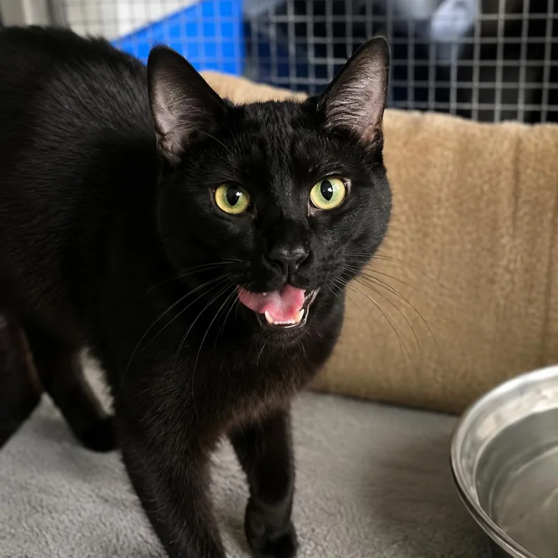 An adult medium-sized male Black Domestic Short Hair cat named Scratch for adoption in Wichita, KS