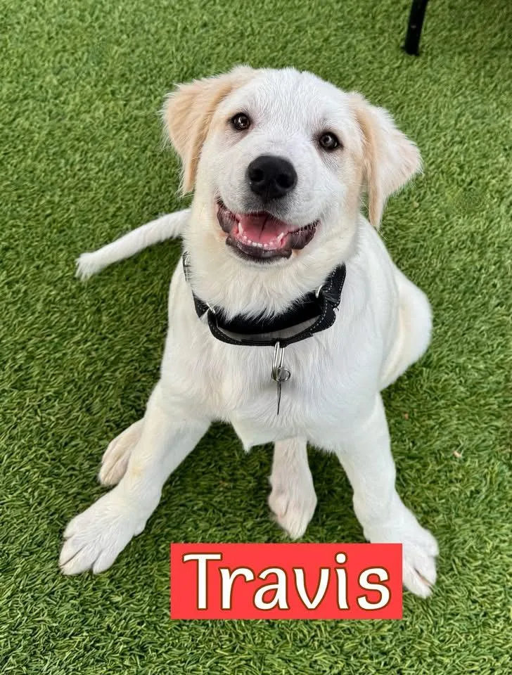 A young large-sized male Labrador Retriever dog named Travis for adoption in Southlake, TX