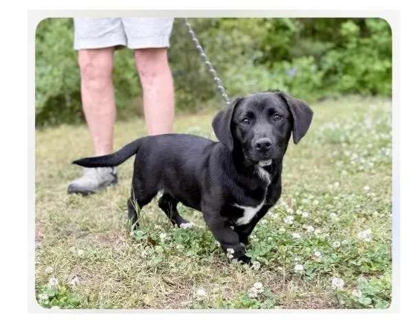 A baby small-sized male Black Basset Hound dog named Pudge for adoption in Harrison, NY