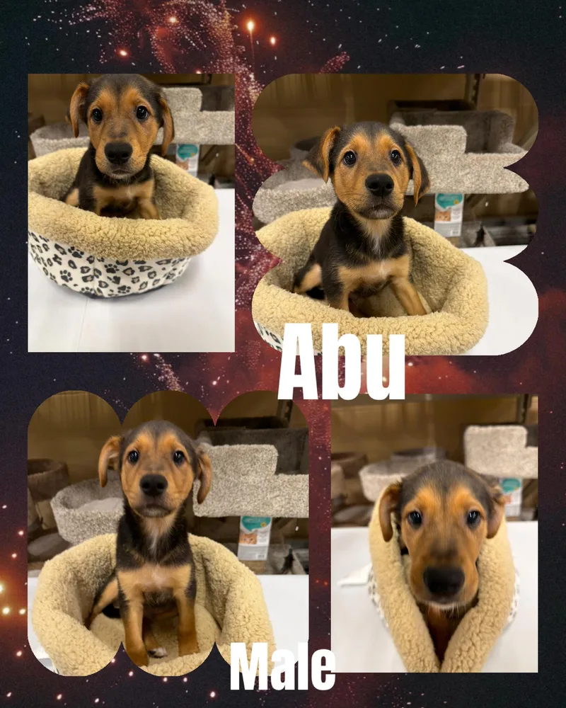 Abu thumbnail 2