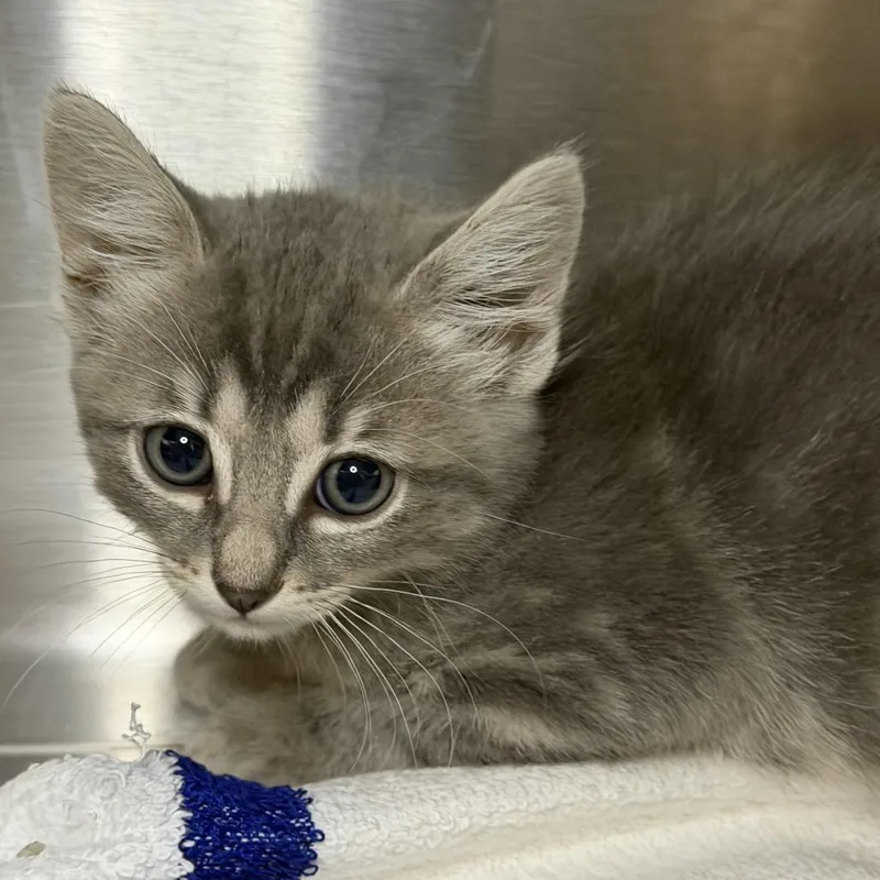 A baby small-sized female Domestic Short Hair cat named Quilted Blanket for adoption in Los Angeles, CA