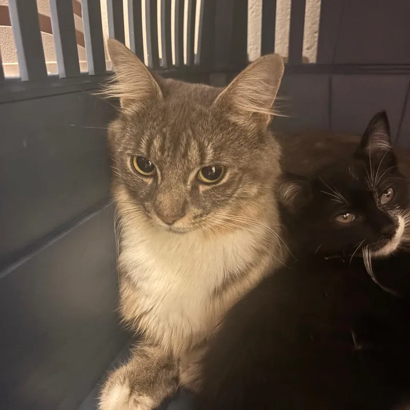 A young medium-sized female Gray / Blue / Silver Domestic Long Hair cat named Saturn for adoption in South Burlington, VT