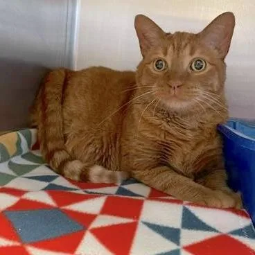An adult large-sized male Tabby (Orange / Red) Domestic Short Hair cat named Fredrick for adoption in Rochester, MN
