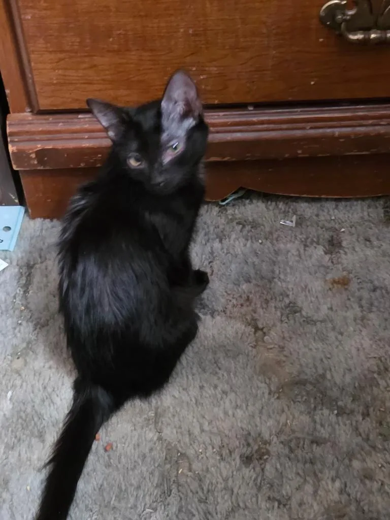 A baby medium-sized female Domestic Short Hair cat named Violet for adoption in Pocatello, ID