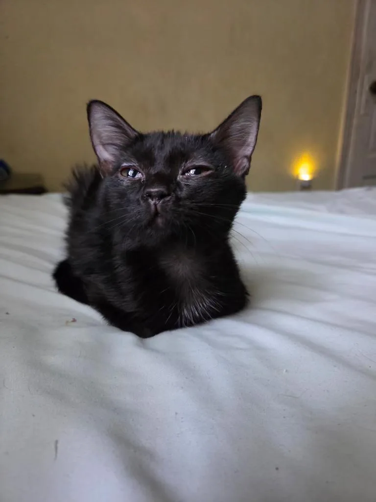 Violet thumbnail 3