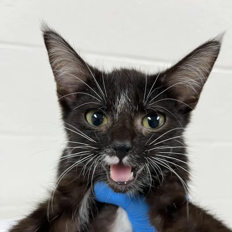 A baby small-sized female Black Domestic Short Hair cat named Pipa for adoption in Verona, VA
