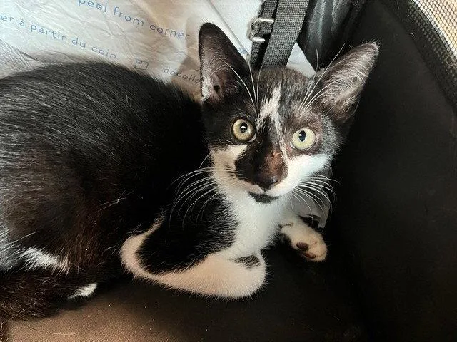 A baby small-sized male Black & White / Tuxedo Domestic Short Hair cat named Darwin for adoption in Tavares, FL