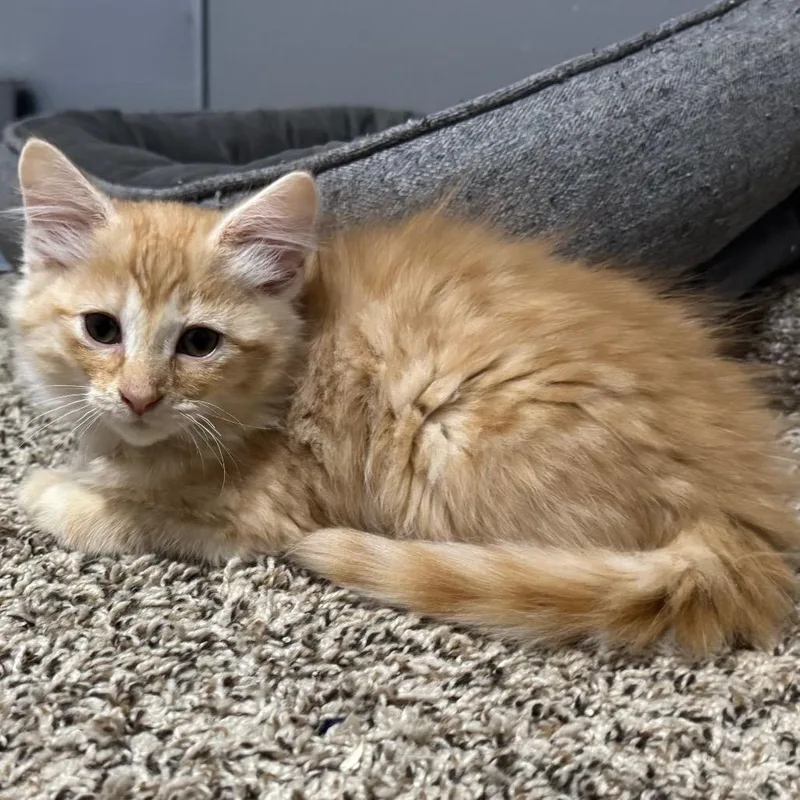 A baby small-sized male Domestic Medium Hair cat named Brad Majors for adoption in Roselle, IL