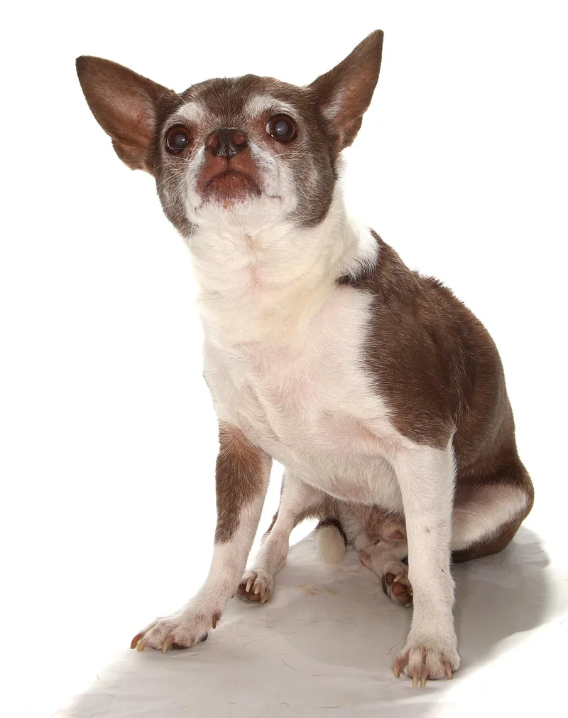 Wishbone thumbnail 2