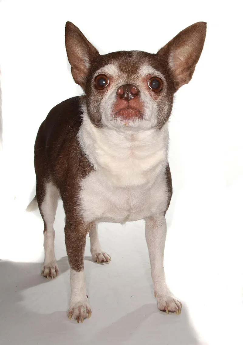 Wishbone thumbnail 3