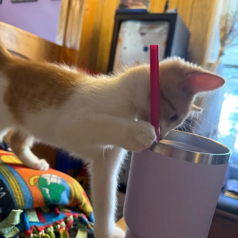 A baby small-sized male Orange / Red Domestic Short Hair cat named Thriller for adoption in Chicago, IL