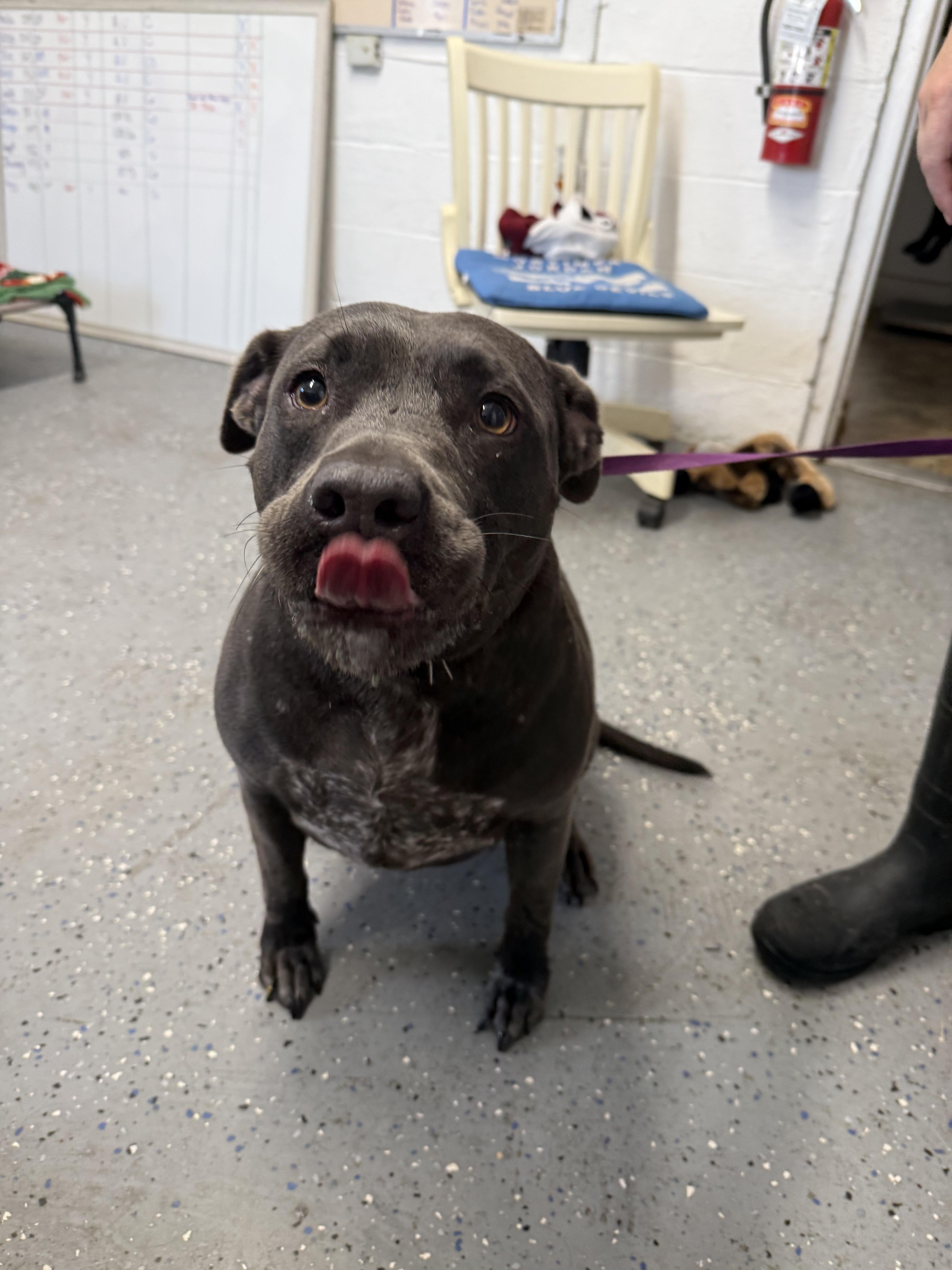 An adult large-sized female Gray / Blue / Silver Labrador Retriever dog named Journey for adoption in Lewisburg, TN