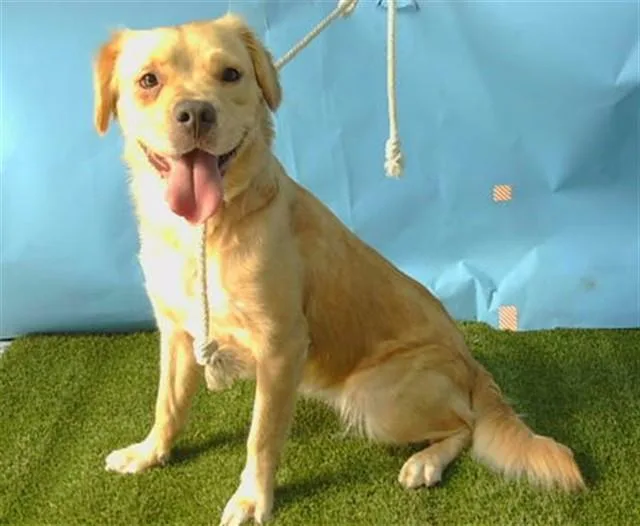 A young medium-sized female Golden Retriever dog named Juney for adoption in Gardena, CA