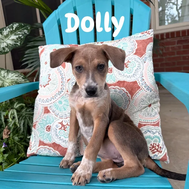 Dolly thumbnail 2