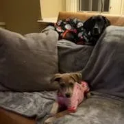 Dolly thumbnail 4