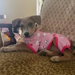 Dolly thumbnail 5