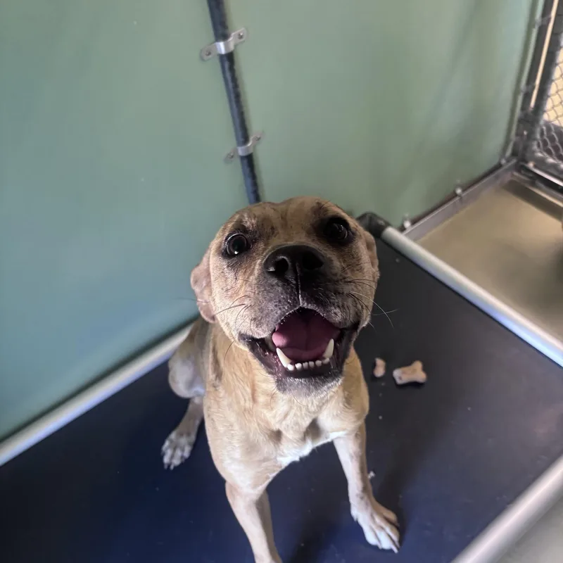 An adult medium-sized female Brindle Mixed Breed dog named Tinker for adoption in Marion, NC