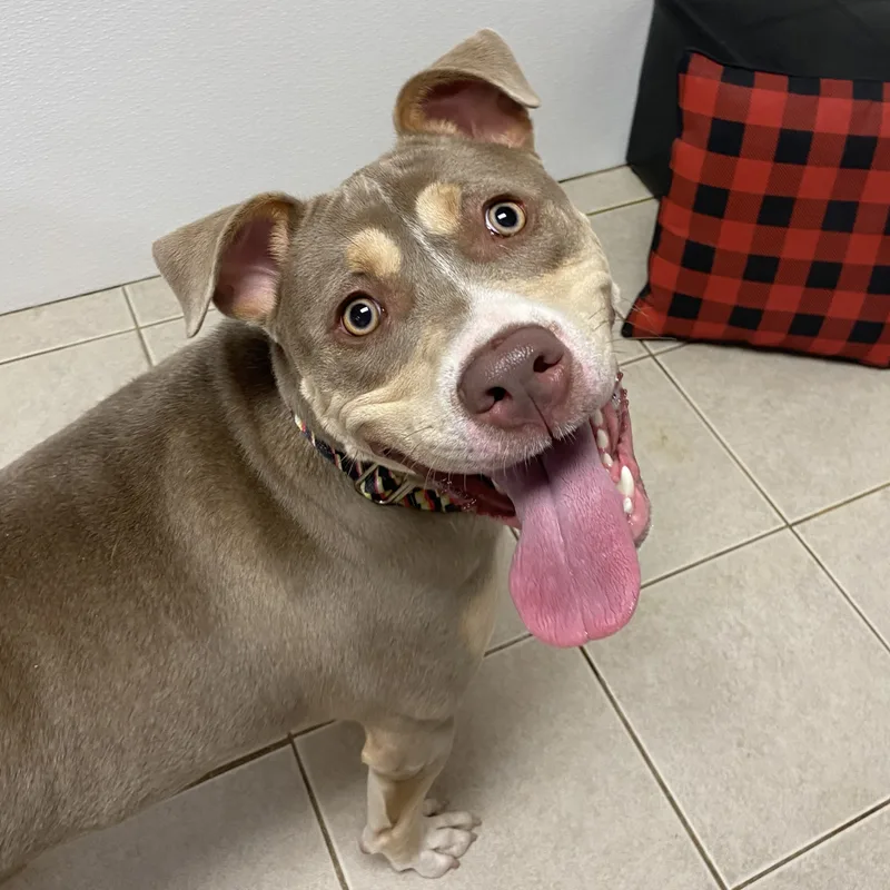 An adult medium-sized female Gray / Blue / Silver Terrier dog named Skyler for adoption in Elyria, OH