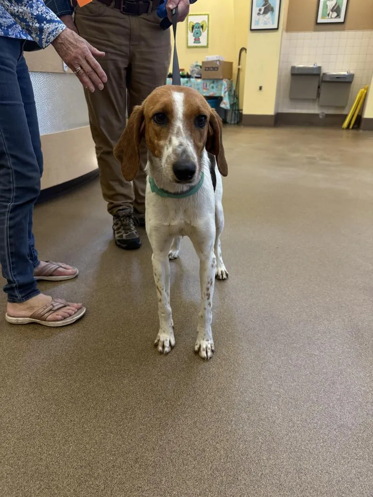 A young medium-sized female Foxhound dog named Dixie for adoption in Florence, SC