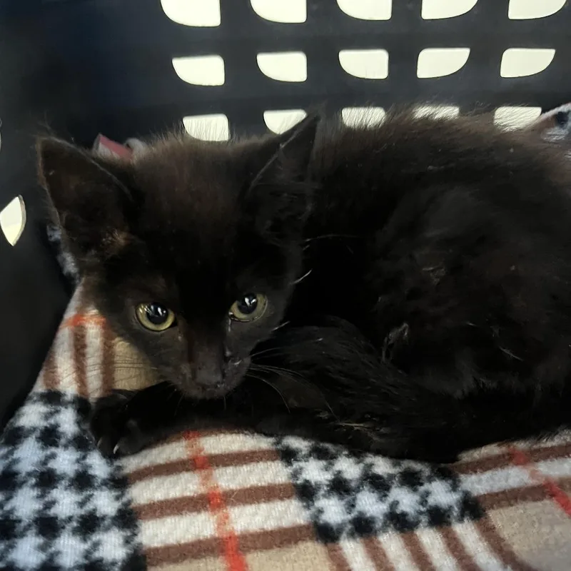 A baby small-sized male Black Domestic Short Hair cat named Gorlack the Destroyer for adoption in Oak Park, IL