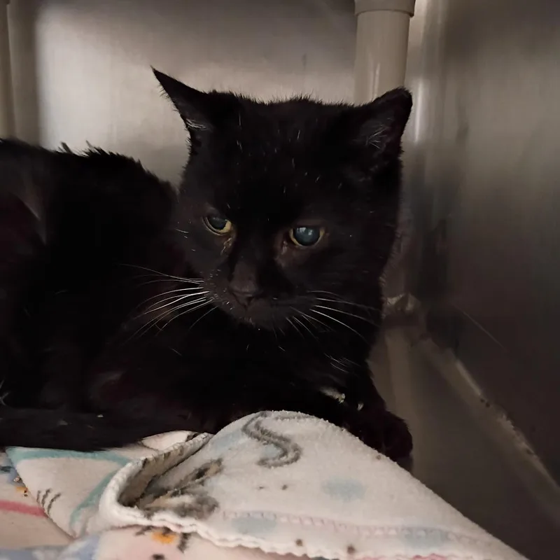 A senior medium-sized female Black Domestic Short Hair cat named Lazy Susan for adoption in Kanab, UT