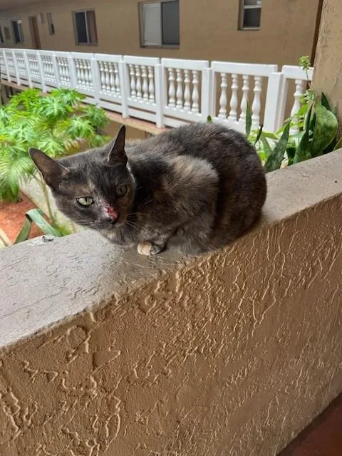 A senior large-sized female Domestic Short Hair cat named Wonder Woman for adoption in Miami, FL