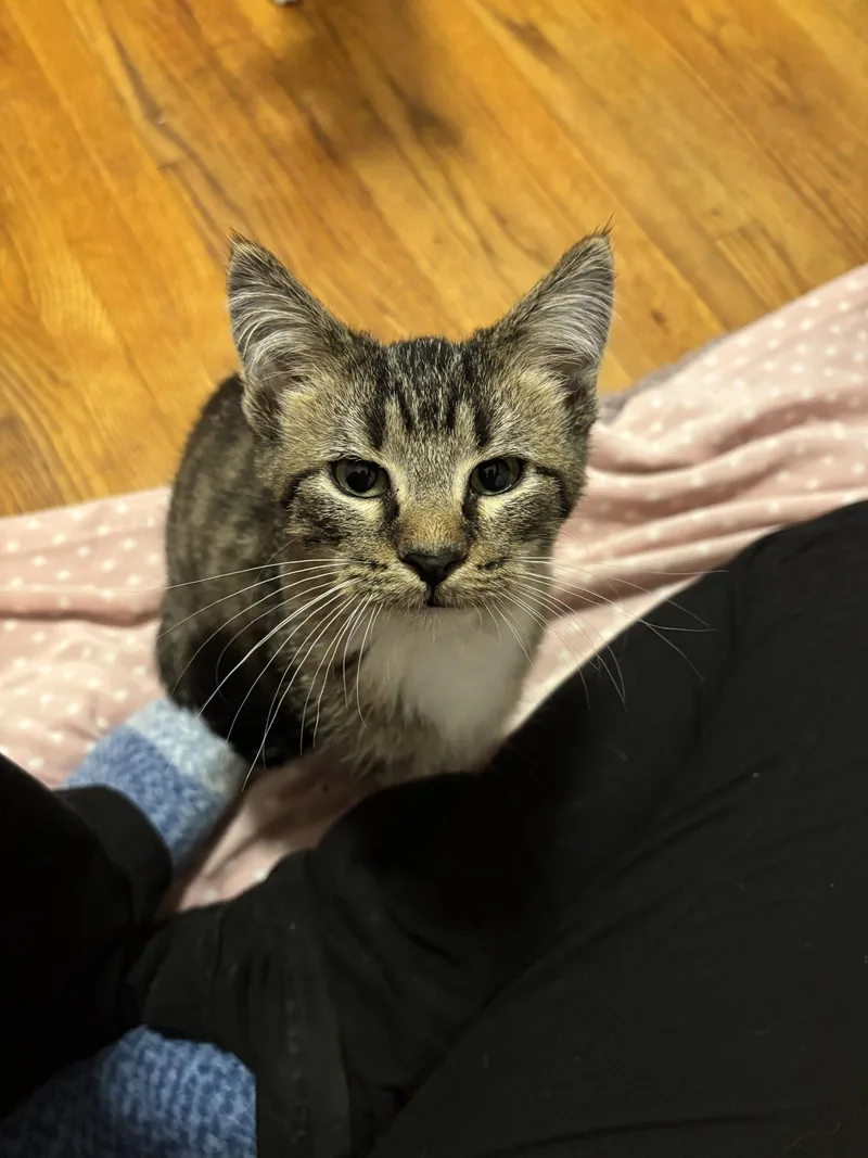 A young medium-sized male Domestic Short Hair cat named Campbell for adoption in Zimmerman, MN