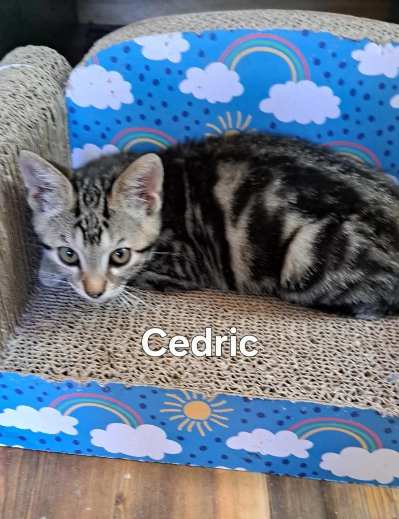 A baby small-sized male Domestic Short Hair cat named Cedric for adoption in Plattsburgh, NY