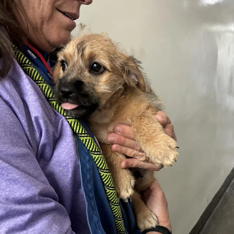 A baby small-sized male Yellow / Tan / Blond / Fawn Pit Bull Terrier dog named Matt for adoption in Hawthorne, CA