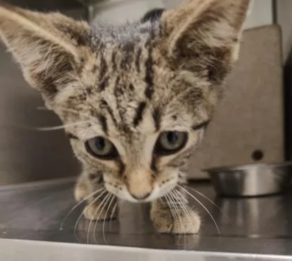 A baby small-sized male Domestic Short Hair cat named Capone for adoption in Lafayette, IN
