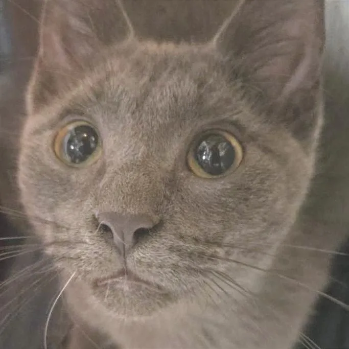 A young small-sized male Gray / Blue / Silver Russian Blue cat named Gregory for adoption in Albert Lea, MN