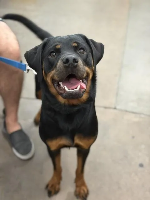 A young large-sized female Mixed Breed dog named Jane for adoption in Dallas, TX