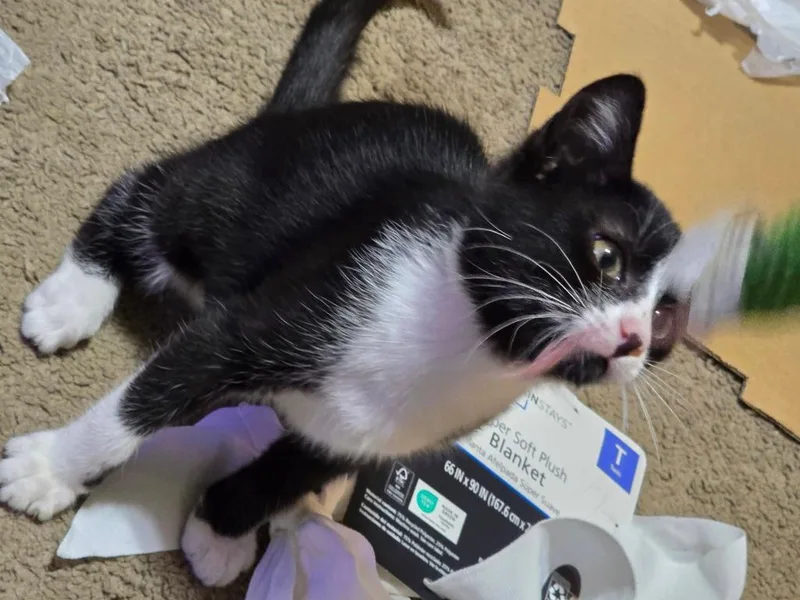 Blake thumbnail 3