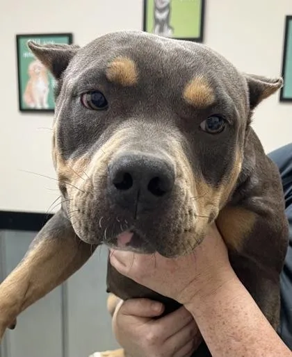 An adult medium-sized female Pit Bull Terrier dog named Nala for adoption in Palm Coast, FL